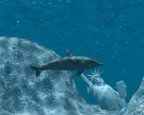 Dolphin0092.jpg (4399 bytes)